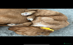 Goldendoodle dogs for sale: GOLDENDOODLE WITH A DIFFERENCE - Image 14