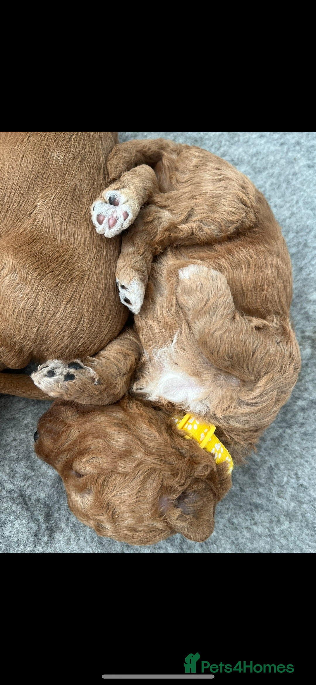 Goldendoodle dogs for sale: GOLDENDOODLE WITH A DIFFERENCE - Image 14