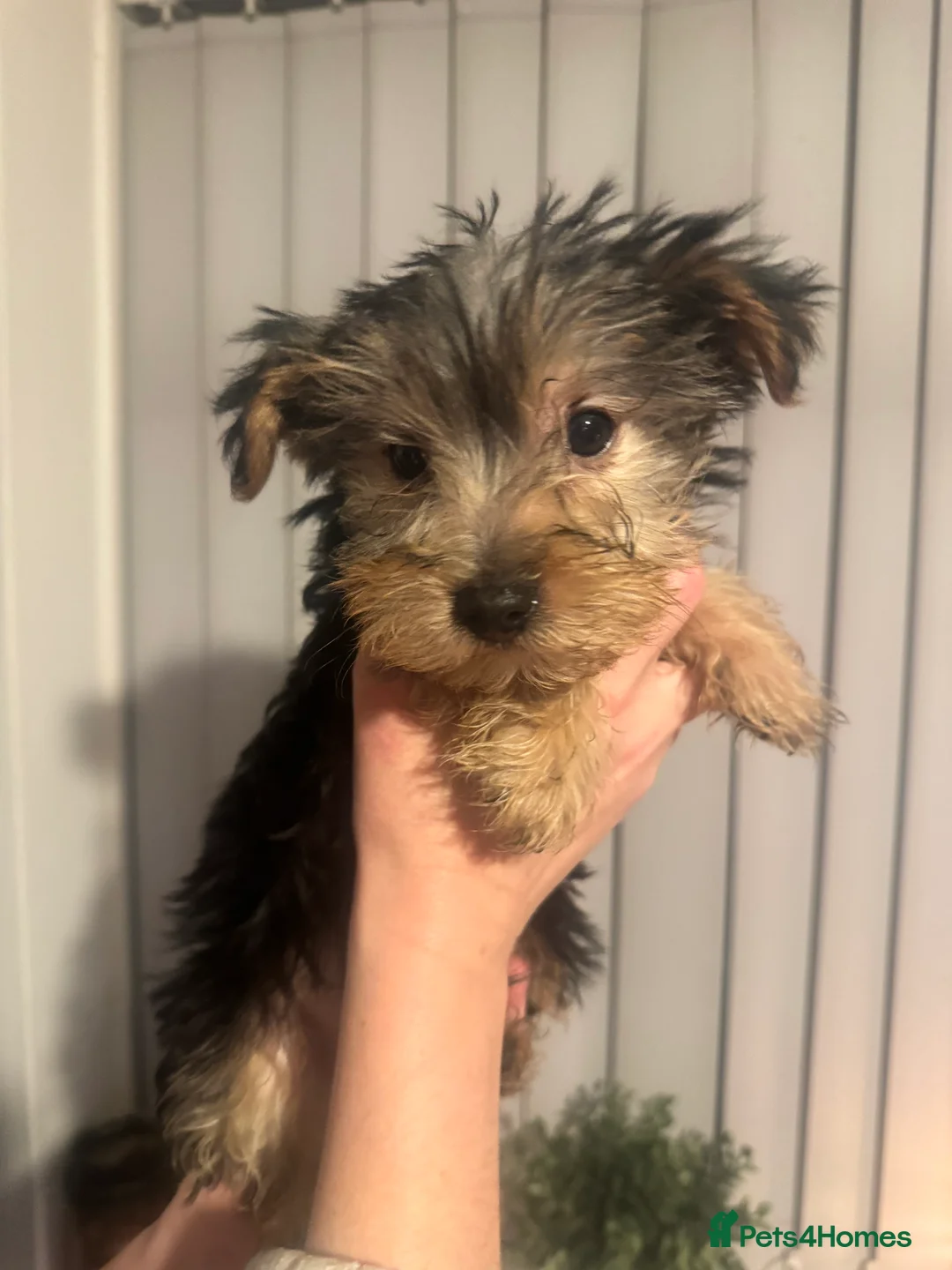 Yorkshire Terrier dogs for sale: 2 stunning tiny Yorkshire Terriers - Advert 7