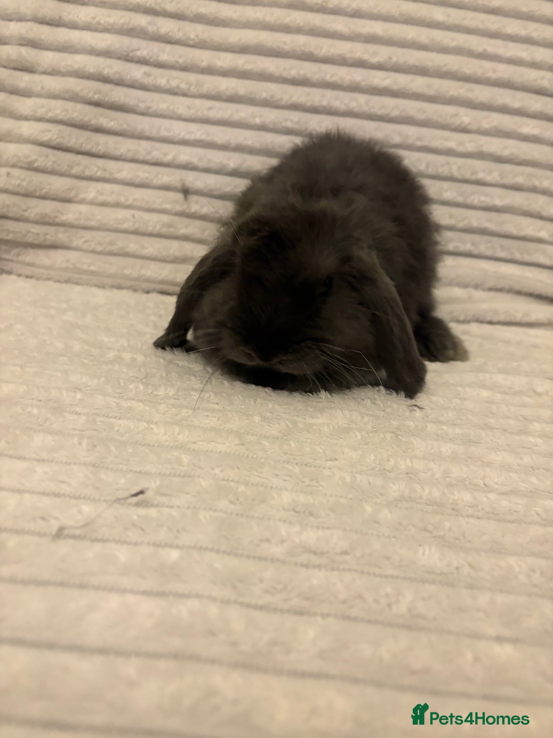 Mini Lop rabbits for sale: Lovely little mini lop baby bunny rabbits - Advert 4