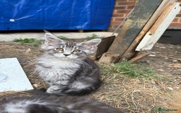 Maine Coon cats for sale: Maine Coon Kittens in Greenford - Image 15