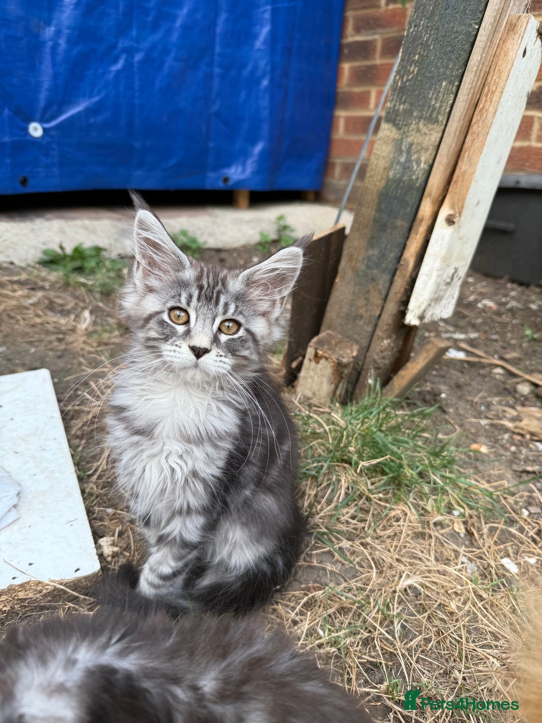 Maine Coon cats for sale: Maine Coon Kittens in Greenford - Image 15