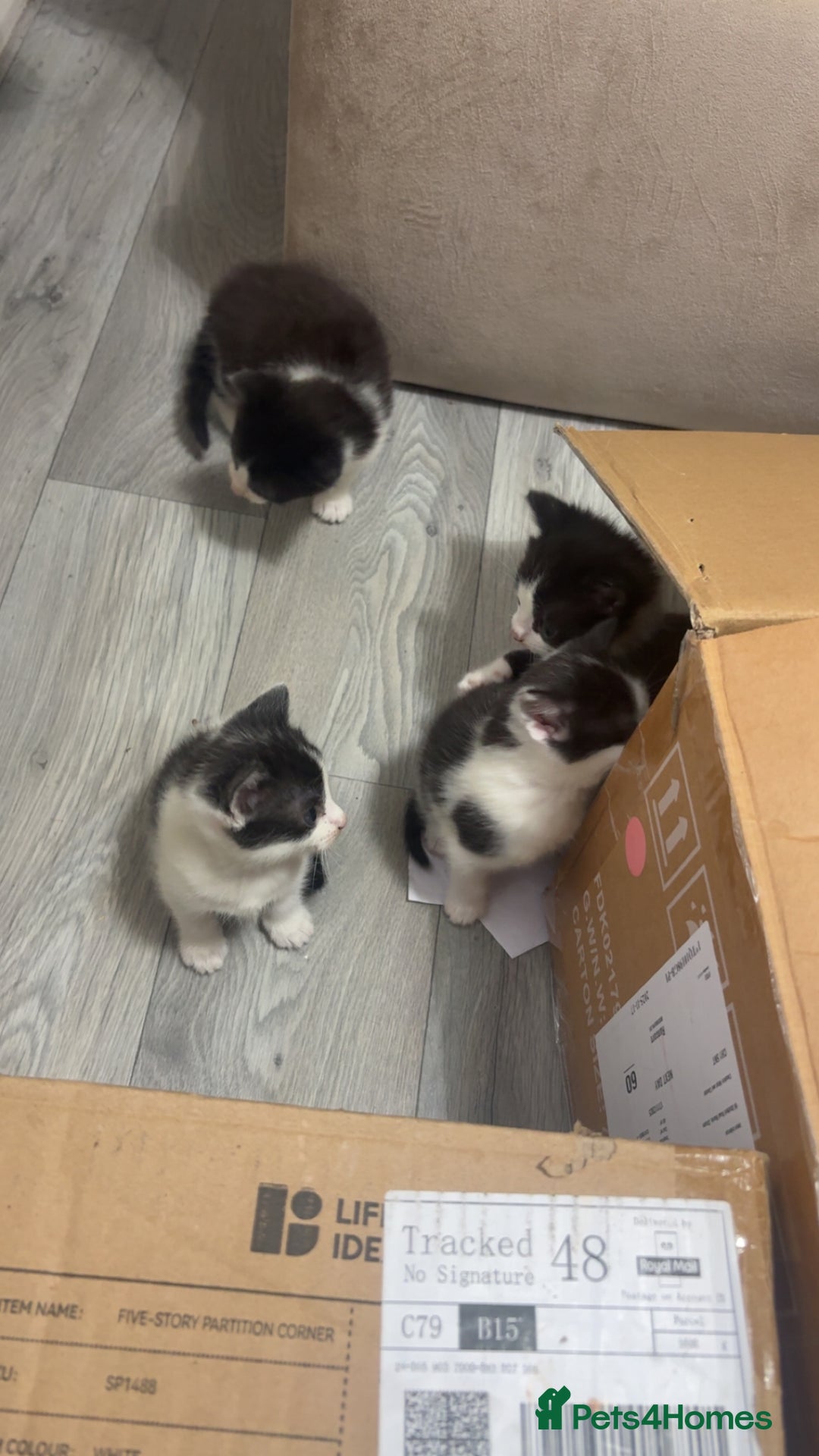 British Shorthair cats for sale: black and white gorgeous short hair kittens ready - Advert 10