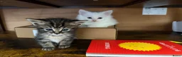 Turkish Angora cats for sale: Turkish angora mix with Persian - Advert 9