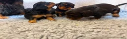 Cavalier King Charles Spaniel dogs for sale: Kc registered Cavalier King Charles puppies  in Chesterfield - Advert 5