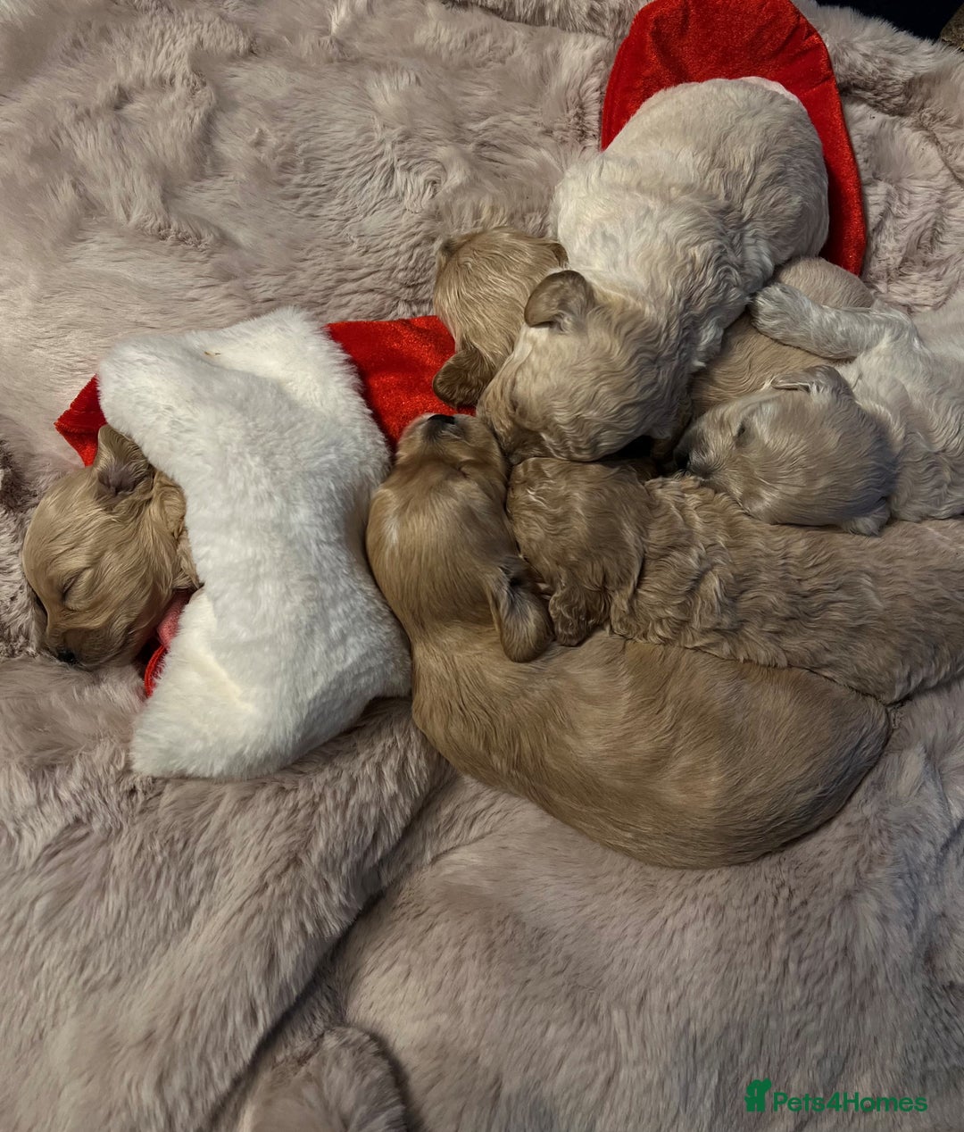 Cavachon dogs for sale: Cavapoochon puppies for sale - Advert 6