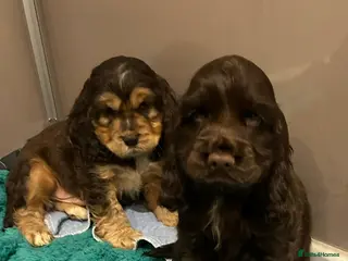 Cocker Spaniel dogs Fantastic show cocker boys extensively dna clear - Advert 16