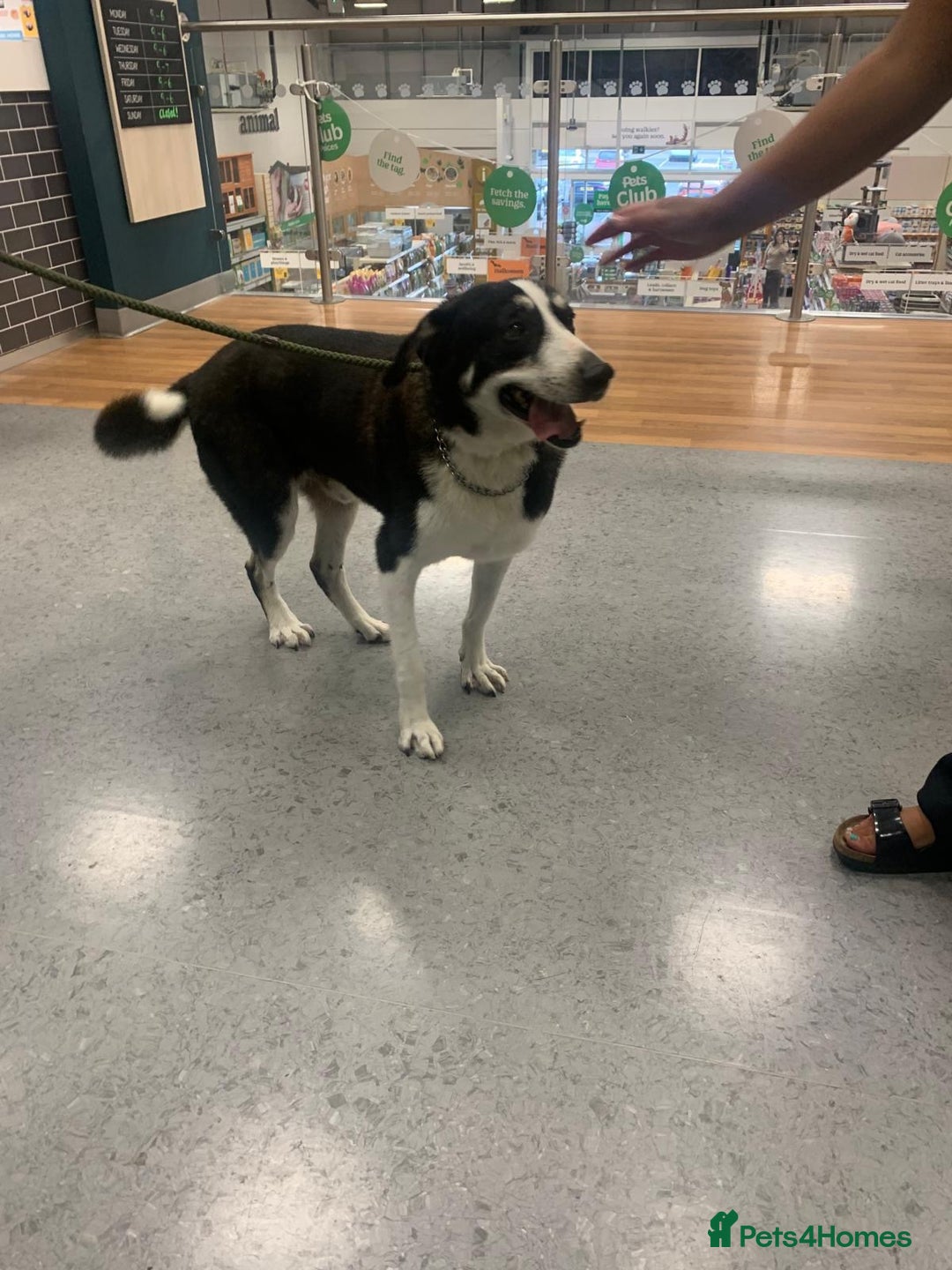 Mixed Breed dogs for adoption: Sandy - His Fosterer Has Sadly Passed Away - Advert 4