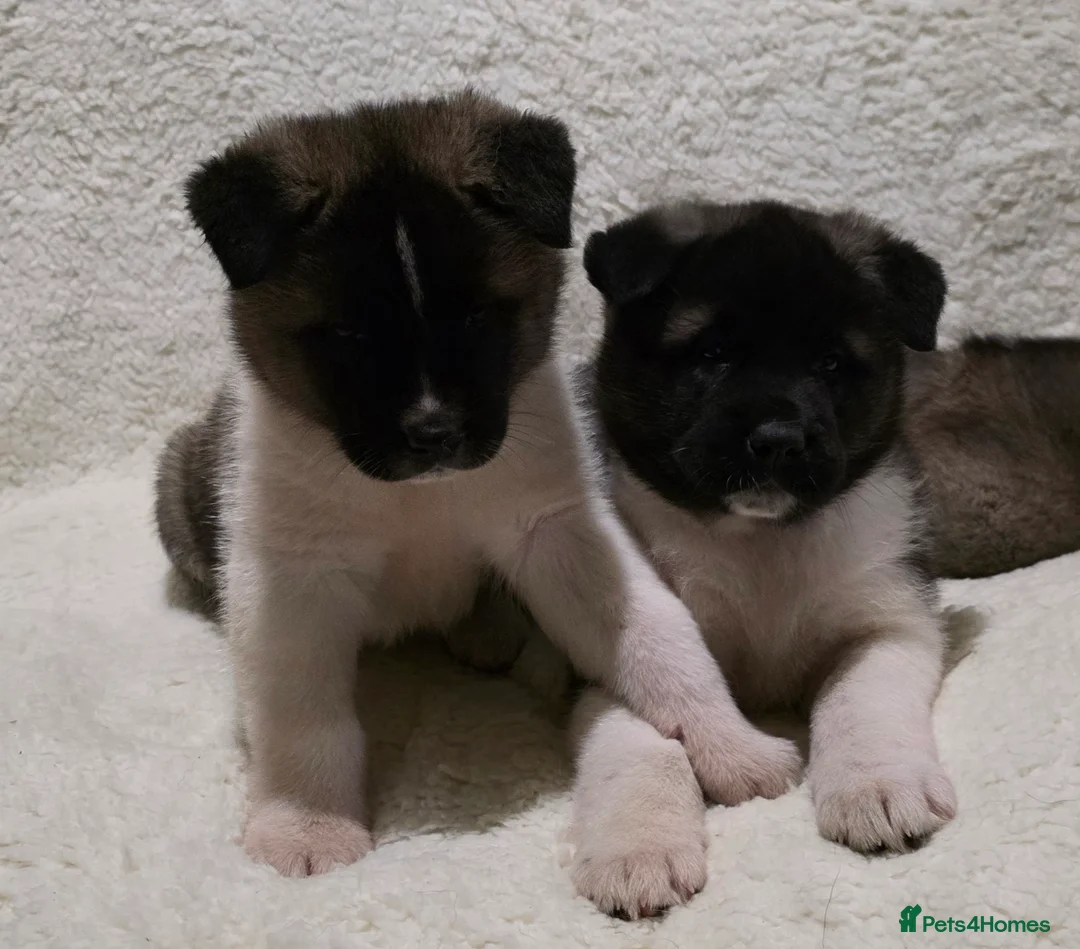 Akita dogs for sale: Beautiful pure breed American Akita puppies  - Advert 10