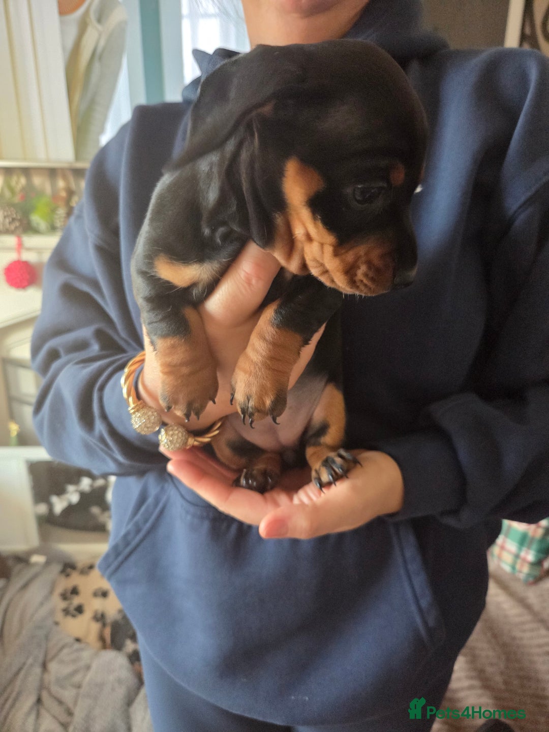 Dachshund dogs for sale: Dashunds  - Advert 17