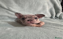 French Bulldog dogs for sale: 5 Male French Bulldog Puppies - Image 6