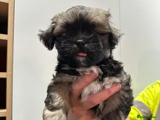 Lhasa Apso dogs Lhasa Apso pups for sale - Advert 3