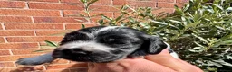 Cocker Spaniel dogs for sale: Show cocker spaniels  - Advert 33