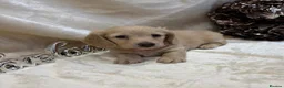 Miniature Dachshund dogs for sale: Stunning KC Long Haired Miniature Dachshund 🐶🐶 - Advert 26