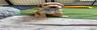Cockapoo 6 (light blue) 