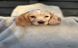 Cocker Spaniel dogs for sale: Six beautiful cocker spaniel puppies - Image 6