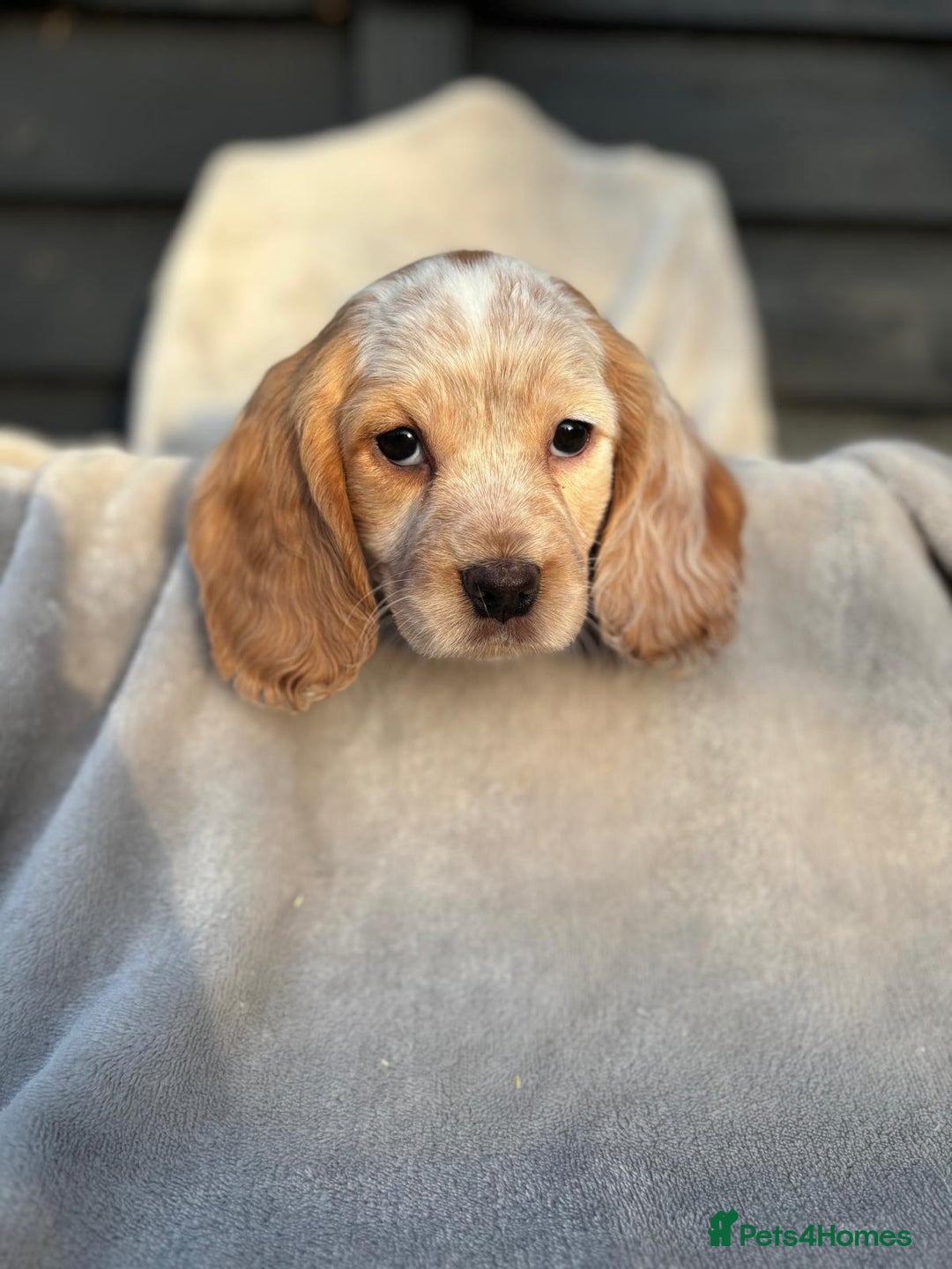 Cocker Spaniel dogs for sale: Six beautiful cocker spaniel puppies - Image 6