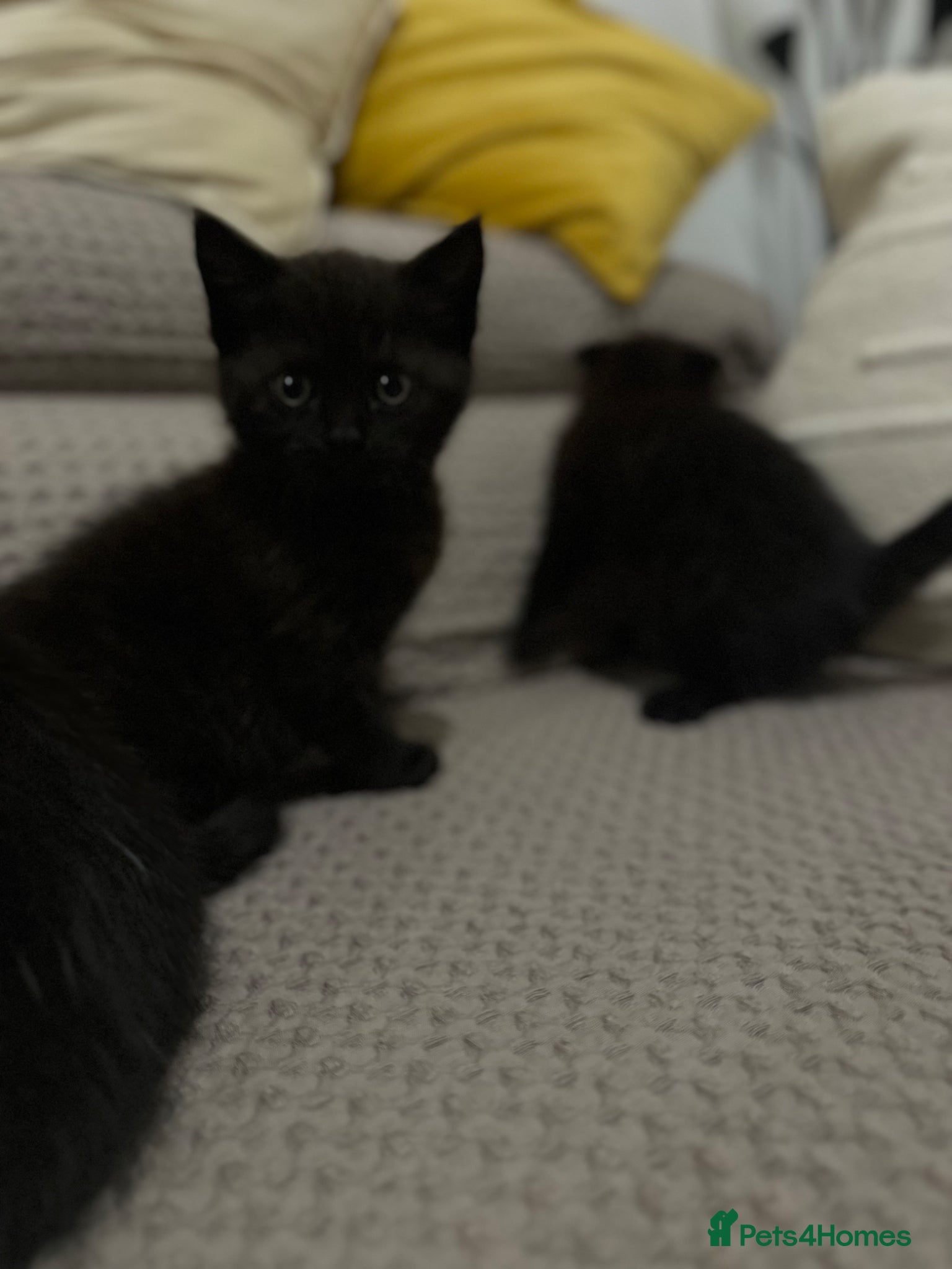 Mixed Breed cats Kittens - Advert 9