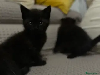 Mixed Breed cats Kittens - Advert 9