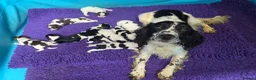 English Springer Spaniel dogs for sale: KC Homebred Health Tested Vet Social Pups 🩷 - Advert 1