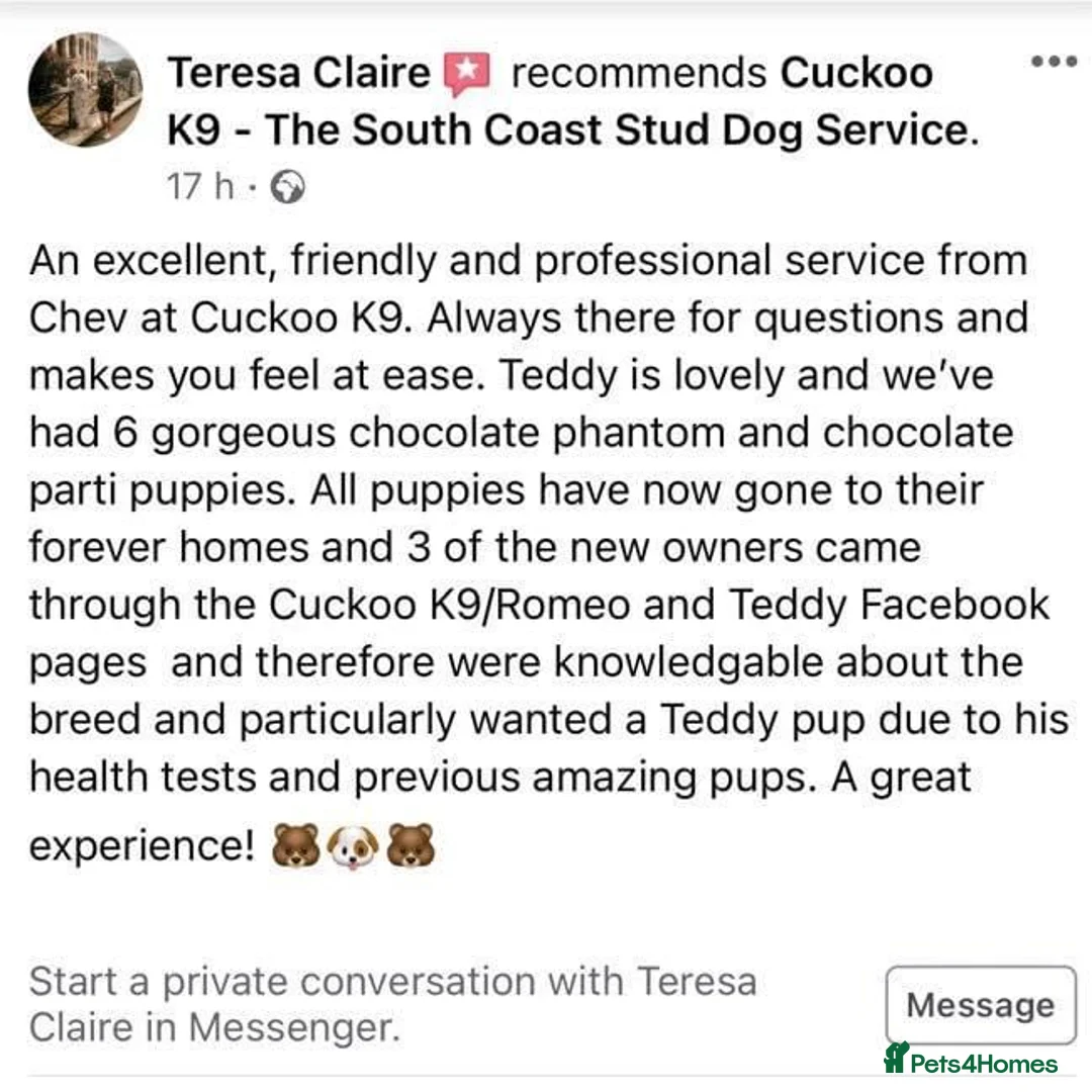 Toy Poodle dogs for stud: Romeo - Professional Stud Service in Eastleigh - Advert 11