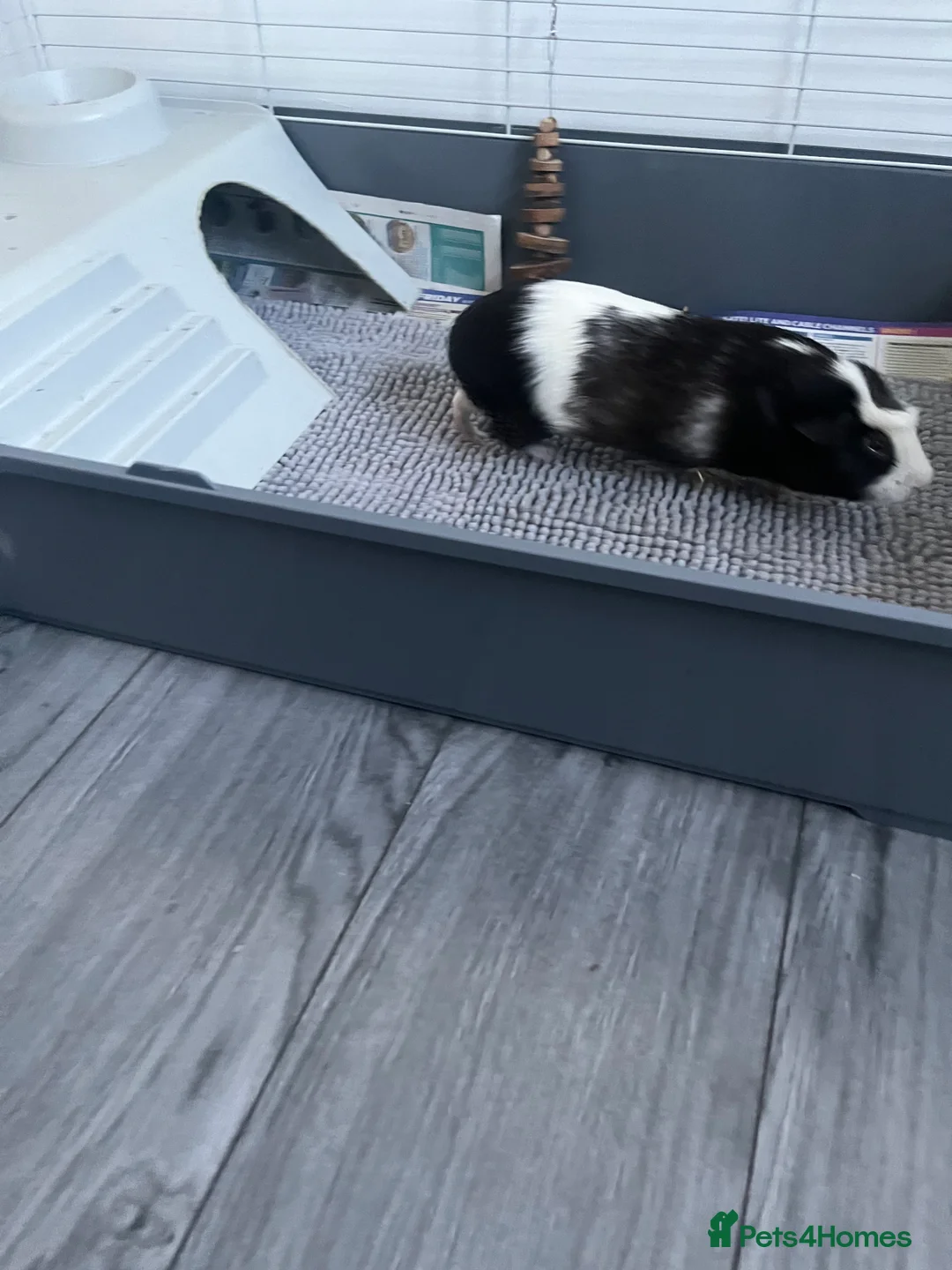 Guinea Pig rodents for sale: 2 male guinea pigs  - Advert 3