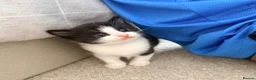 Maine Coon cats for sale: Maine Coon cross  in Macclesfield - Advert 9