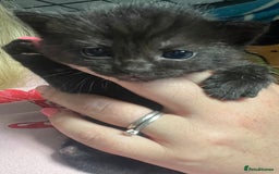 Mixed Breed cats for sale: Kittens for sale - Image 14