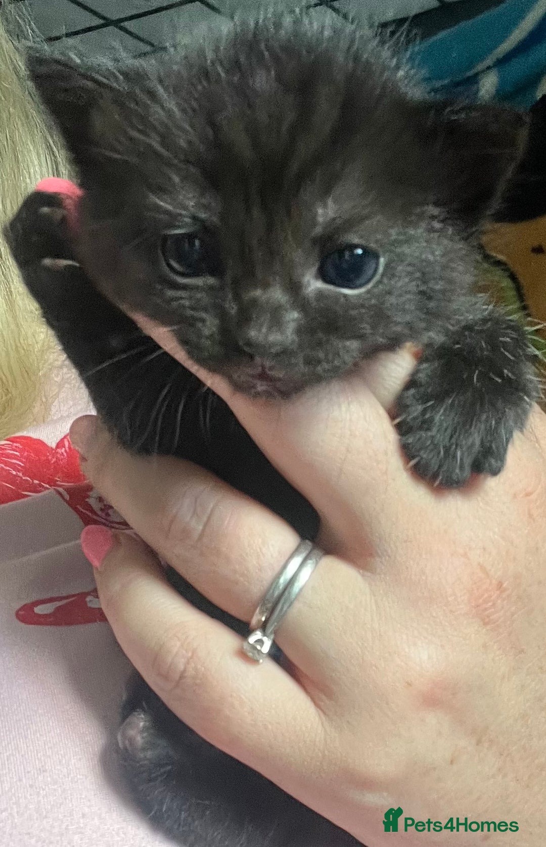 Mixed Breed cats for sale: Kittens for sale - Image 14
