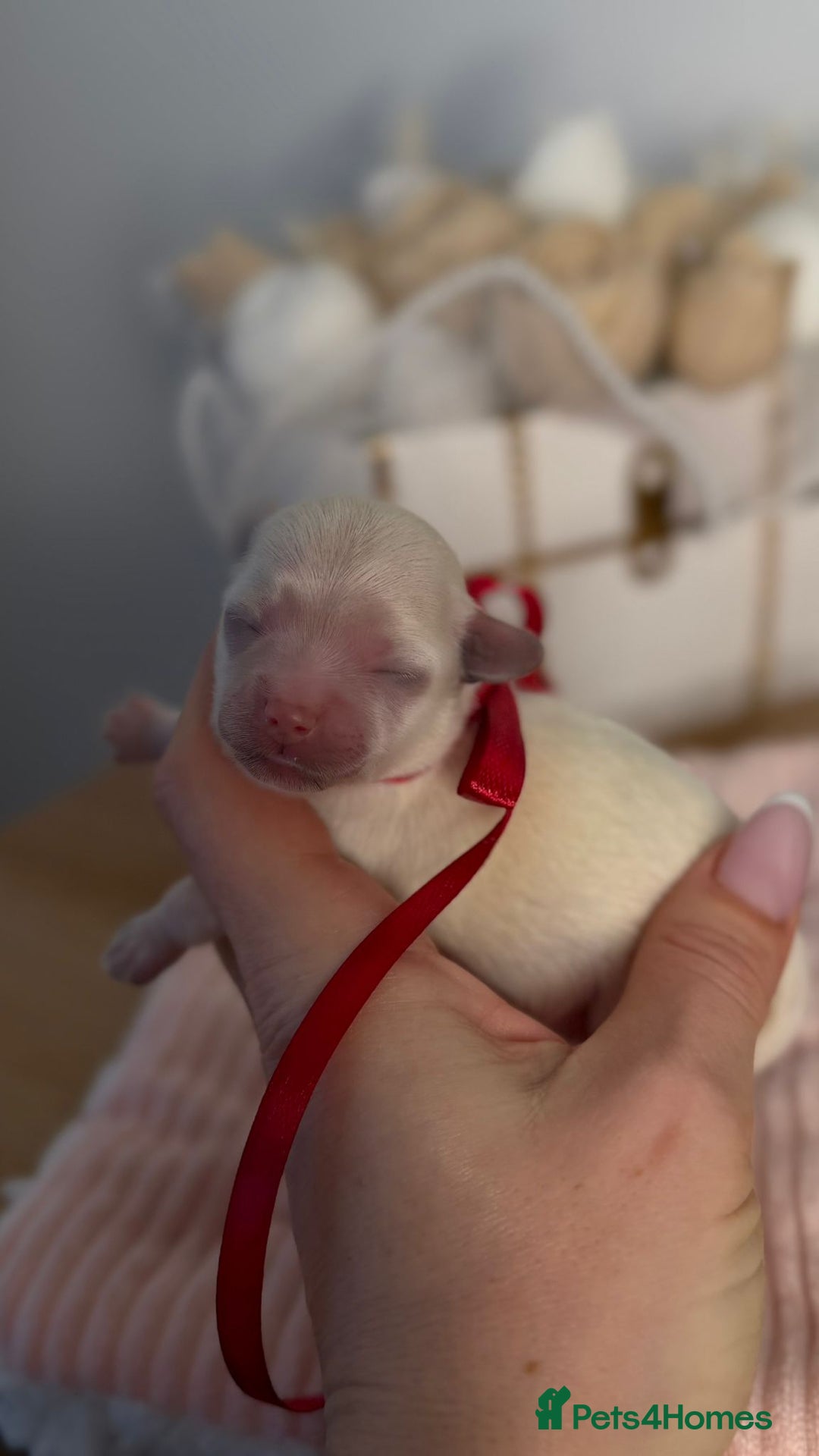 Maltipoo dogs for sale: True Mini Maltipoo F1 Puppies – Babyface Girls - Advert 4