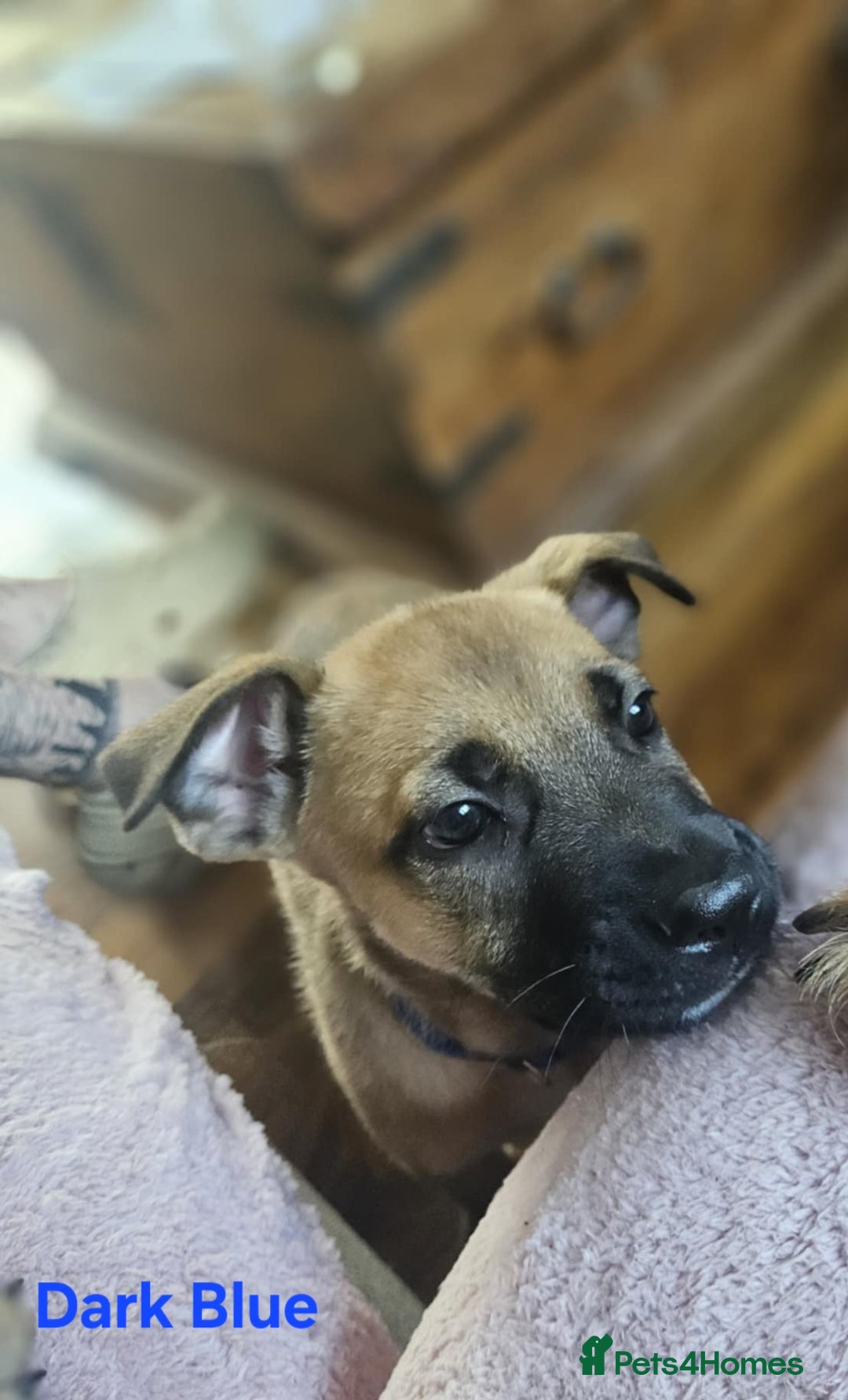 Mixed Breed dogs for sale: 3 puppies left. We have 2 girls and a boy  - Image 9