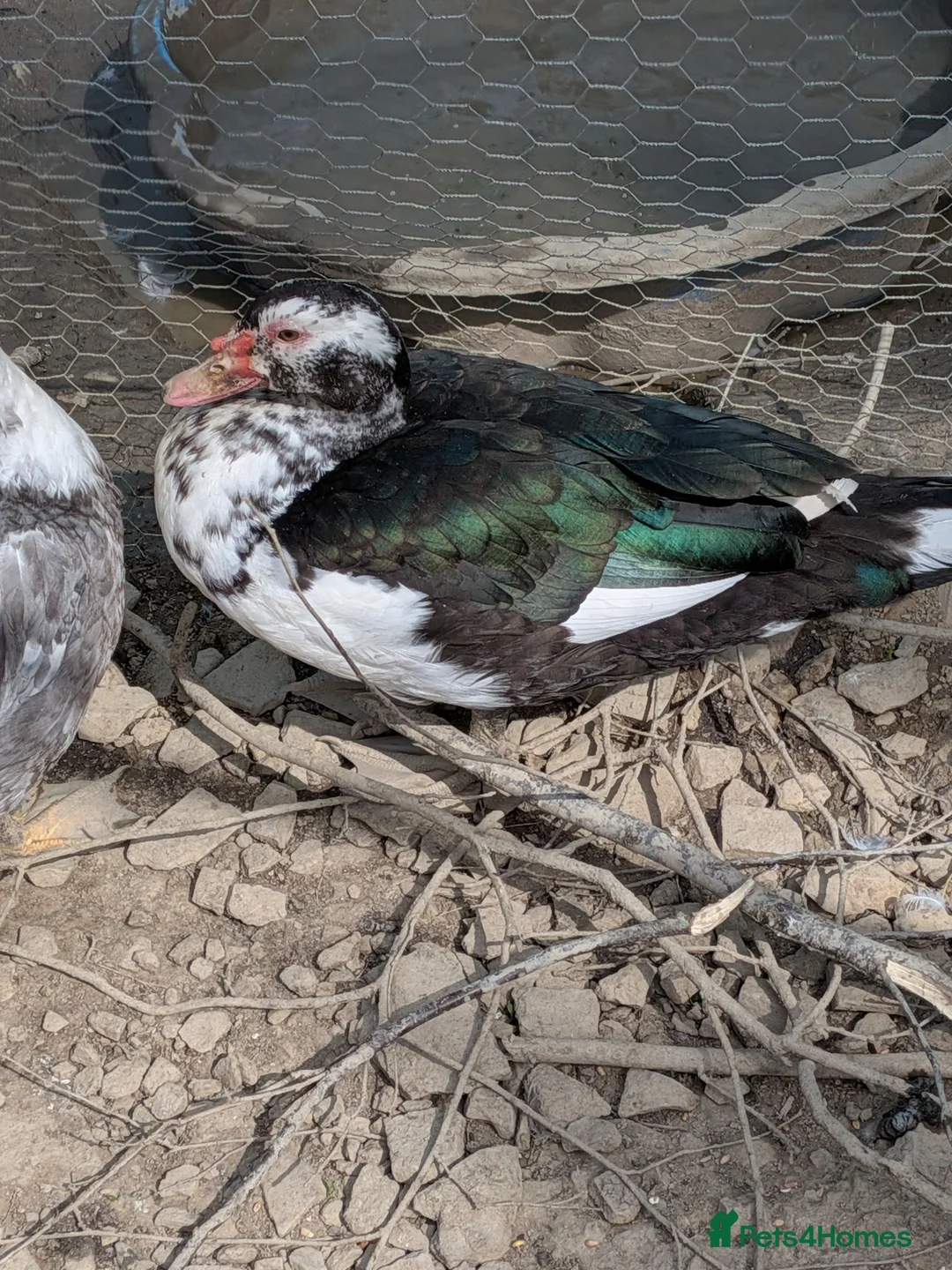 Ducks poultry for sale: Male Muscovy in Umberleigh - Advert 1