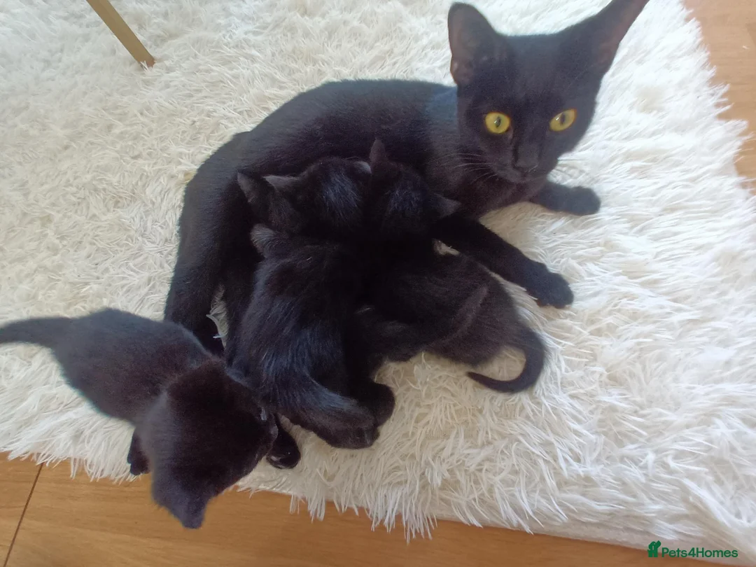 Mixed Breed cats for sale: 6 little kittens are looking for a home  - Advert 2