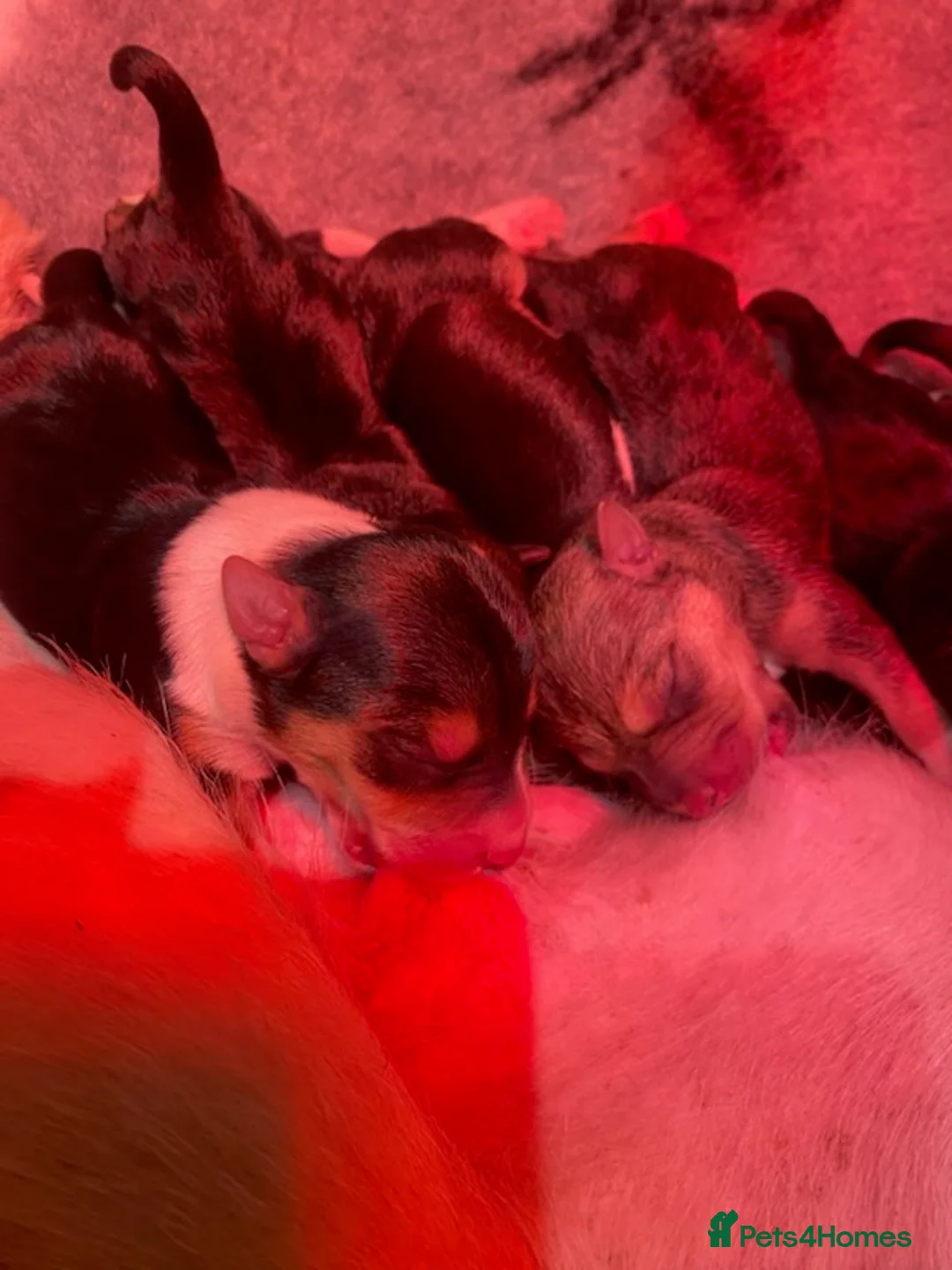 Jack Russell dogs for stud: Jack Russell x Chihuahua Proven Stud   - Advert 21