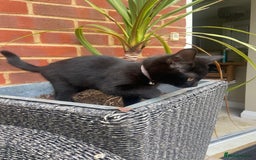 British Shorthair cats for sale: British short hair kitten cross  - Image 3