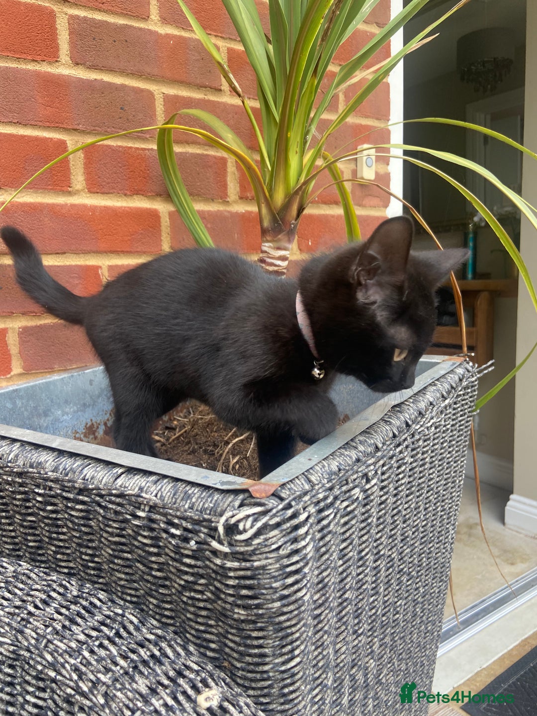 British Shorthair cats for sale: British short hair kitten cross  - Image 3