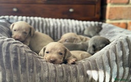 Weimaraner dogs for sale:  KC Reg Weimaraner Pups from Champion Bloodlines ✨ - Image 22