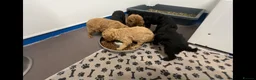 Cavapoo dogs for sale: Stunning Multigen Cavapoo Puppies, DNA Tested - Advert 2