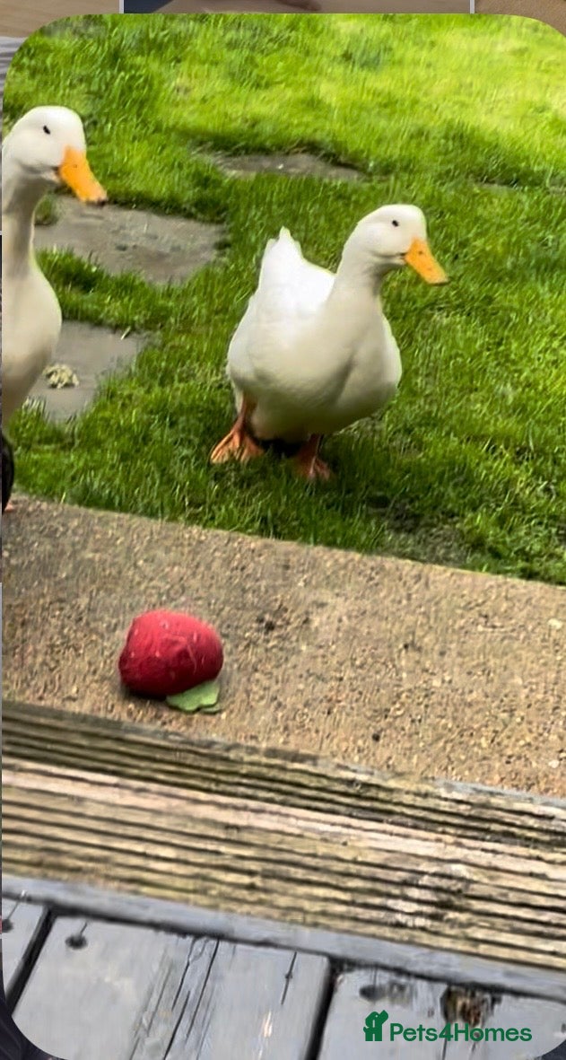 Ducks poultry Lonely duck  - Advert 2