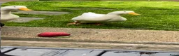 Ducks poultry for sale: Lonely duck  in Newhaven - Advert 1