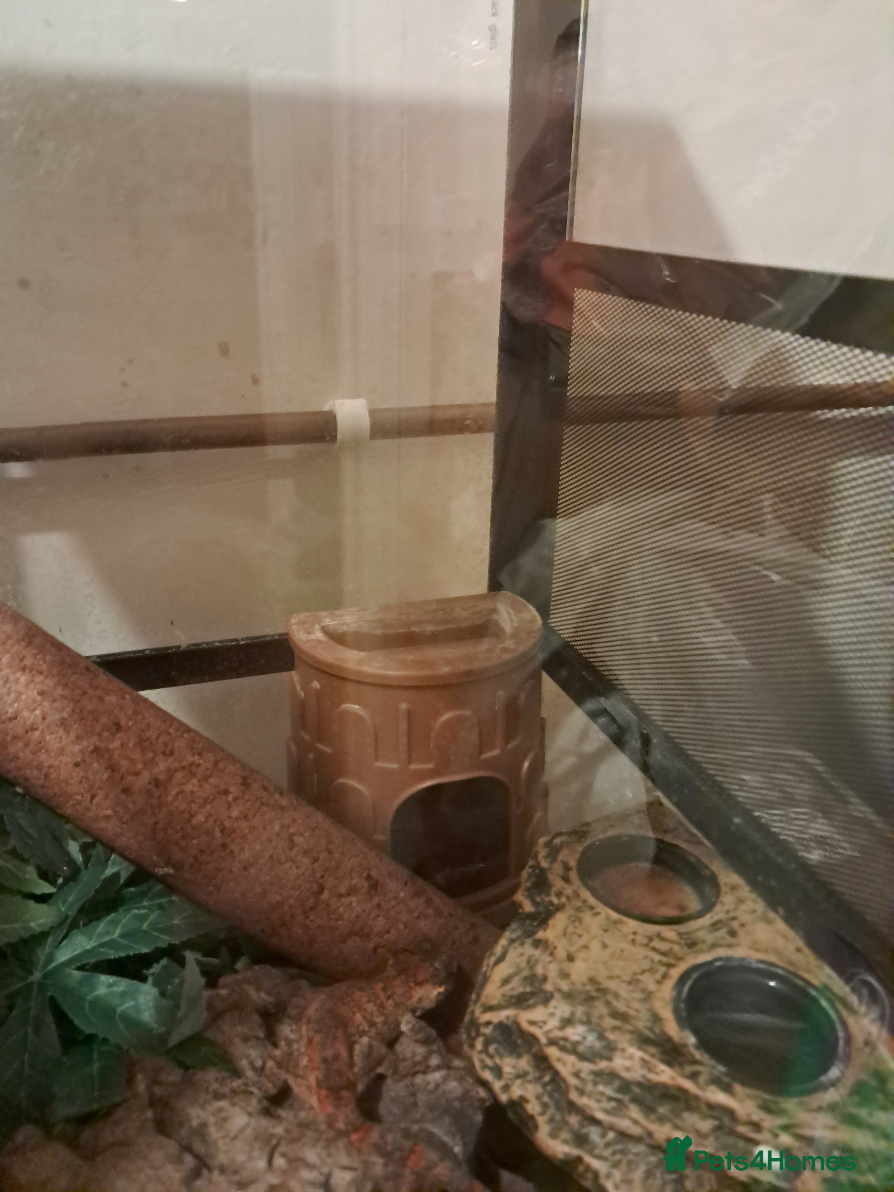 Gecko reptiles Gargoyle gecko with full set up - Advert 16