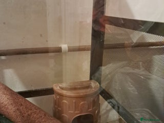 Gecko reptiles Gargoyle gecko with full set up - Advert 2