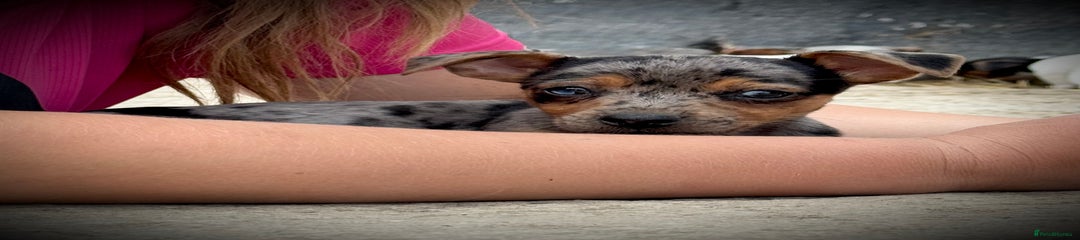 Jack Russell Puppy 4