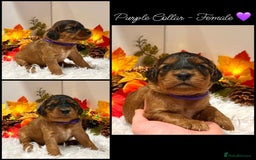 Cockapoo dogs for sale: 🌟Rare Red Sable F1B Mini Cockapoo’s🌟 DNA CLEAR ✅ - Image 15