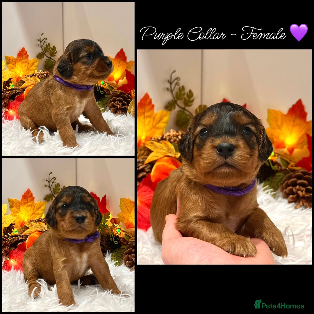 Cockapoo dogs for sale: 🌟Rare Red Sable F1B Mini Cockapoo’s🌟 DNA CLEAR ✅ - Image 15