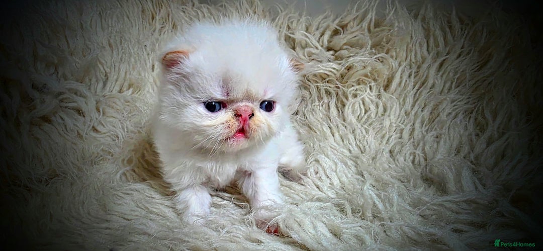 Persian cats for sale: Beautiful and Rare Purebred Persian Kittens - Image 12