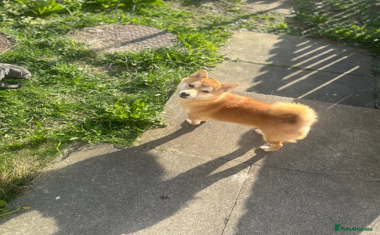 Japanese Shiba Inu dogs - Advert 1