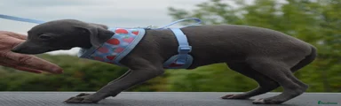 Italian Greyhound Puppy 3