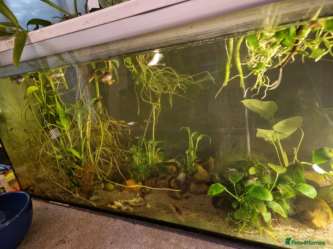 Other/Mixed Breed fish for sale: Full set up fish tank - Advert 2