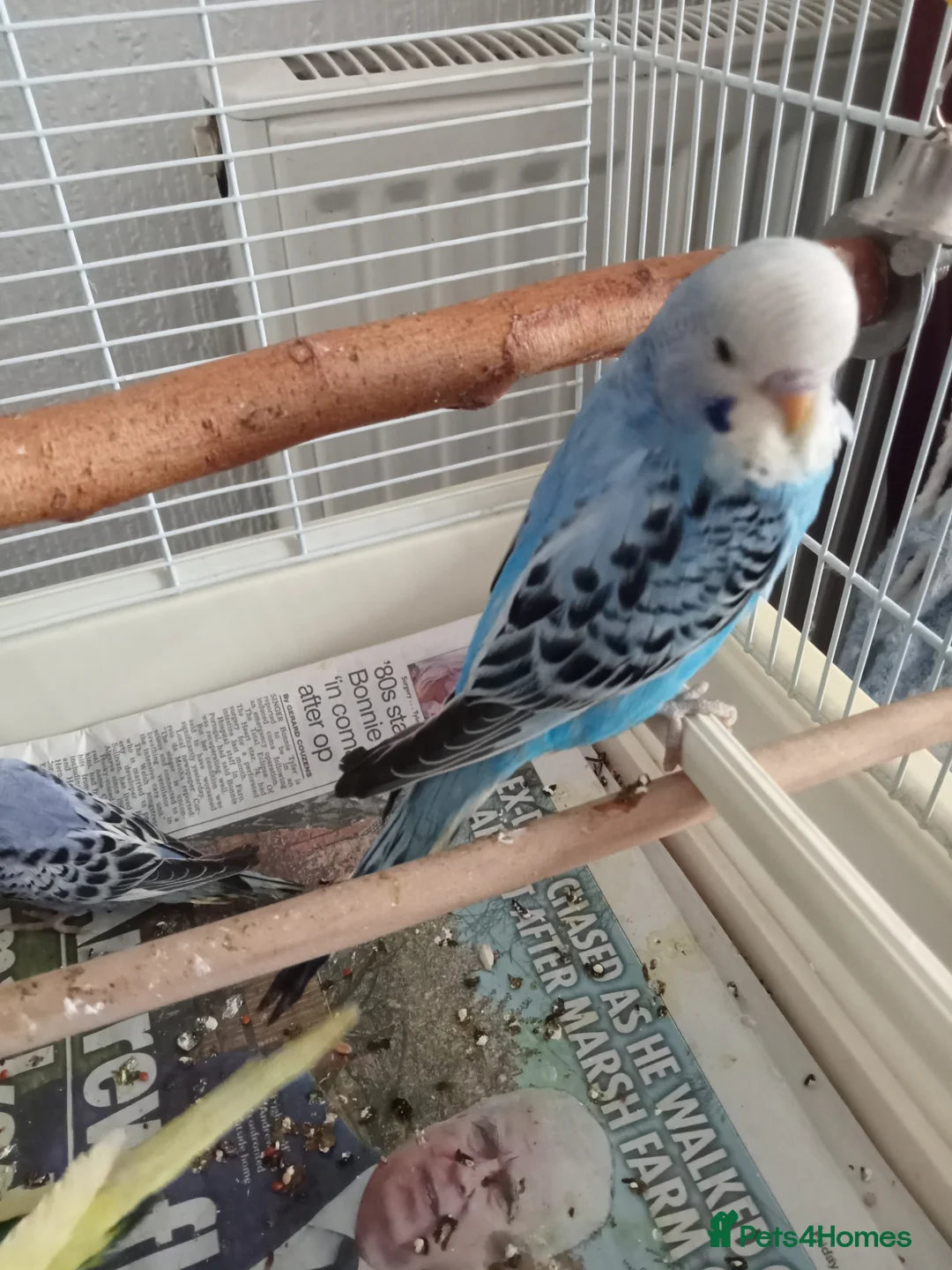 Budgerigars birds for sale: Baby budgie for sale  - Advert 2